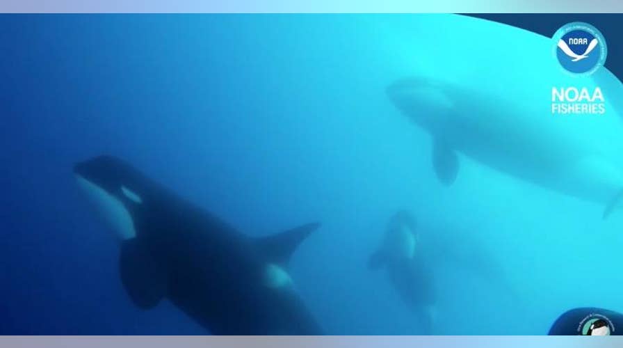 Mystery Killer Whales discovered in Chile