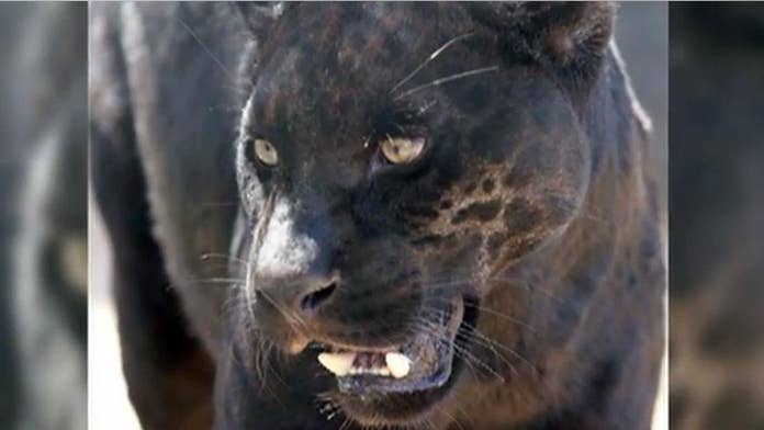 Jaguar Attacks Arizona Zoo Visitor Witnesses Distract Animal With Water Bottle Reports Say Fox News