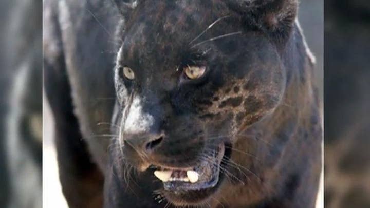Jaguar attacks woman at Arizona zoo