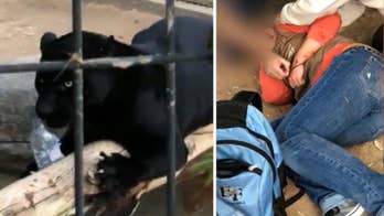 Jaguar won't be euthanized after zoo attack on selfie-taking Arizona woman, officials say