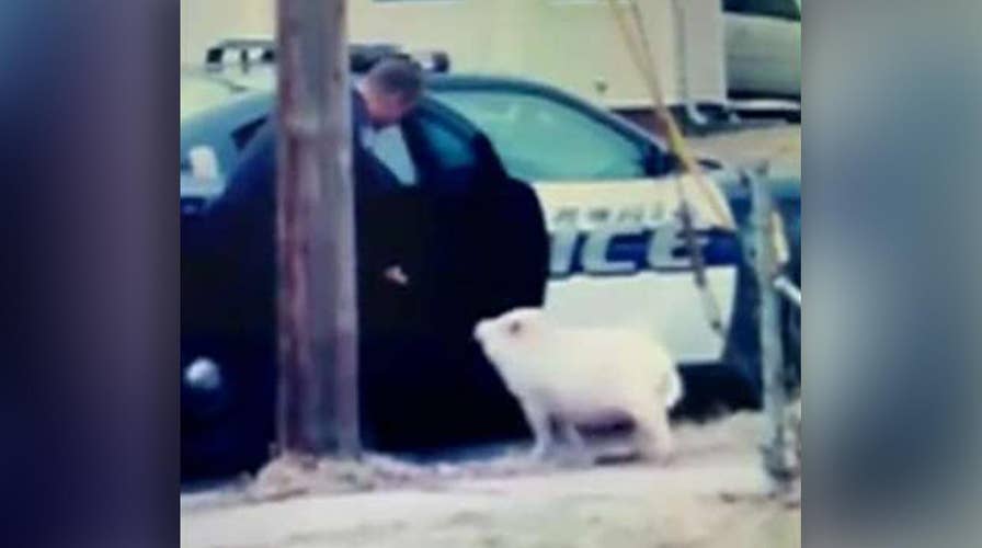 Police use slice of pizza to lure runaway pig in Ohio