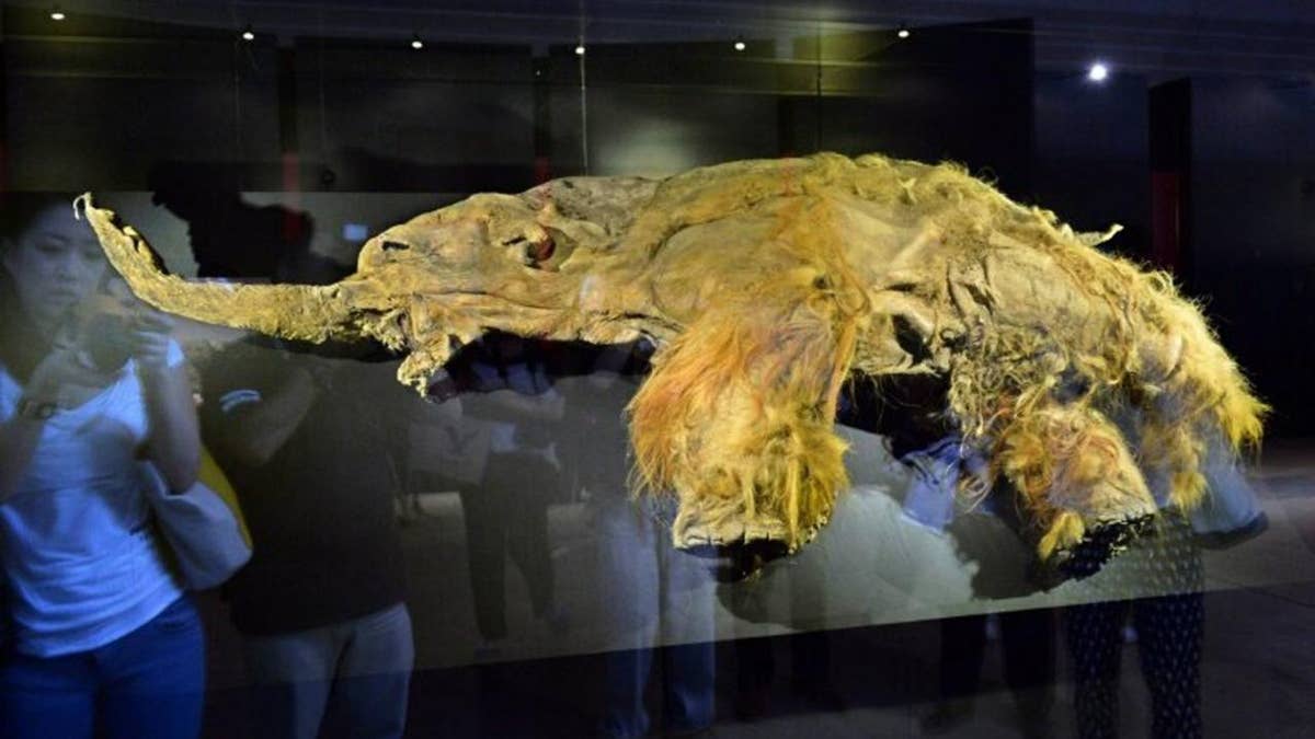 A 3,500-year-old bear preserved in Siberian permafrost is