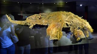 Woolly mammoth cells brought back to life in shocking scientific achievement - Fox News