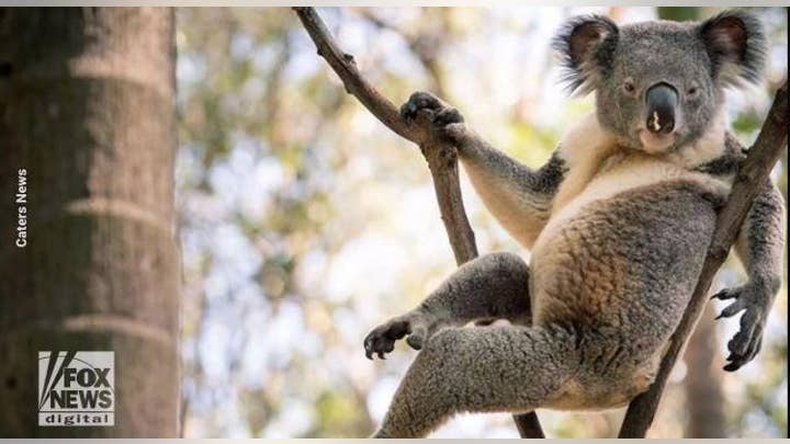 'World’s sexiest koala' takes on Hemsworth brothers for best looking Australian