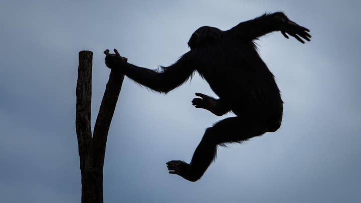 22-million-year-old monkey species found in Africa