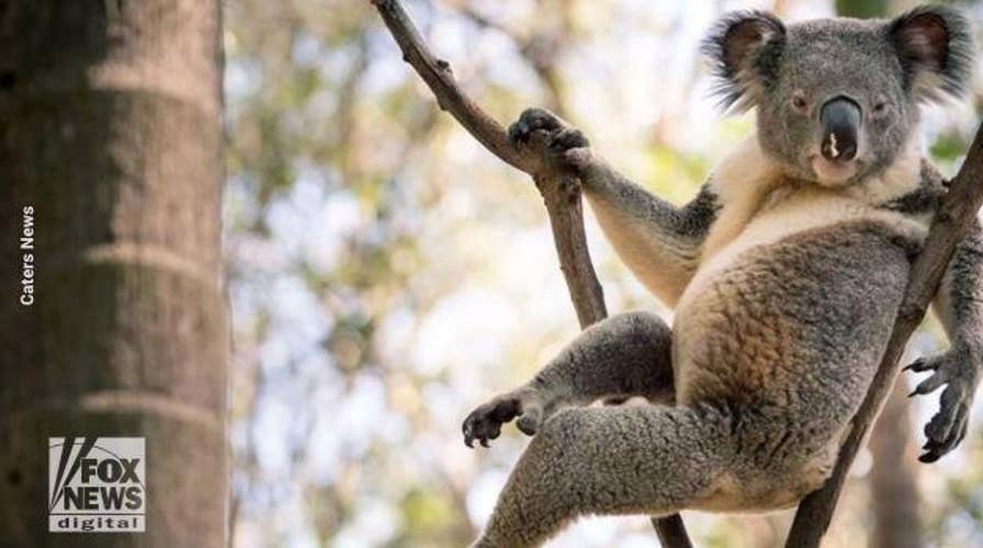 'World’s sexiest koala' takes on Hemsworth brothers for best looking Australian