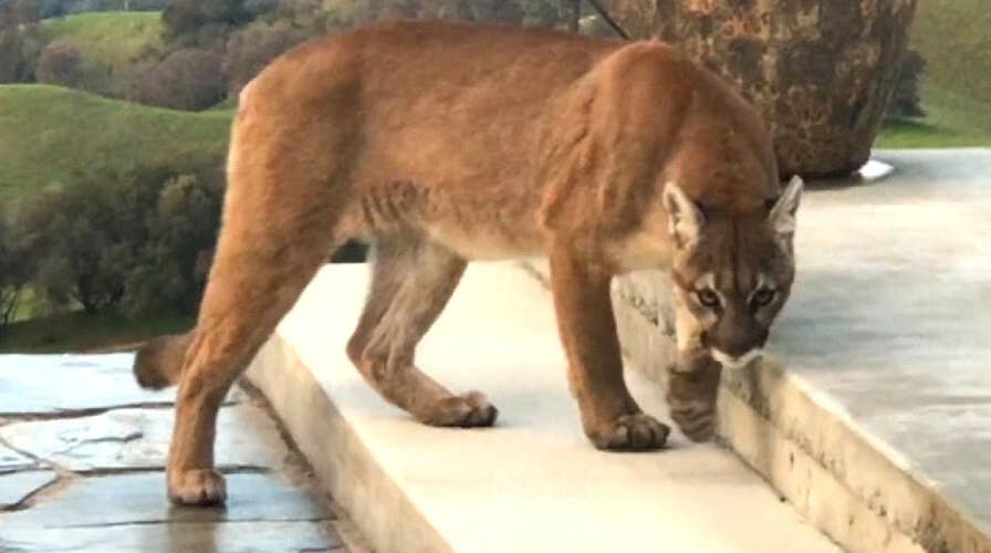 Man records close encounter with large mountain lion prowling around his backyard