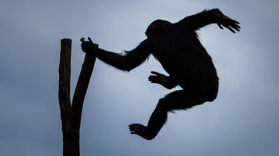 22-million-year-old monkey species found in Africa