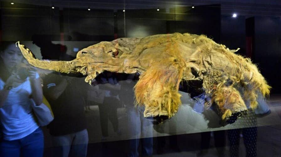 Woolly mammoth cells brought back to life in shocking scientific achievement