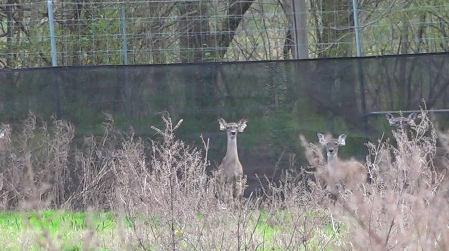 States enforce new regulations to fight 'zombie' deer