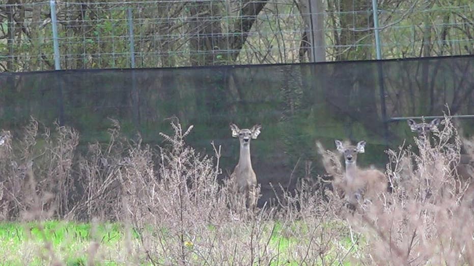‘Zombie deer’ disease keeps spreading across country, hunters fear it could impact industry