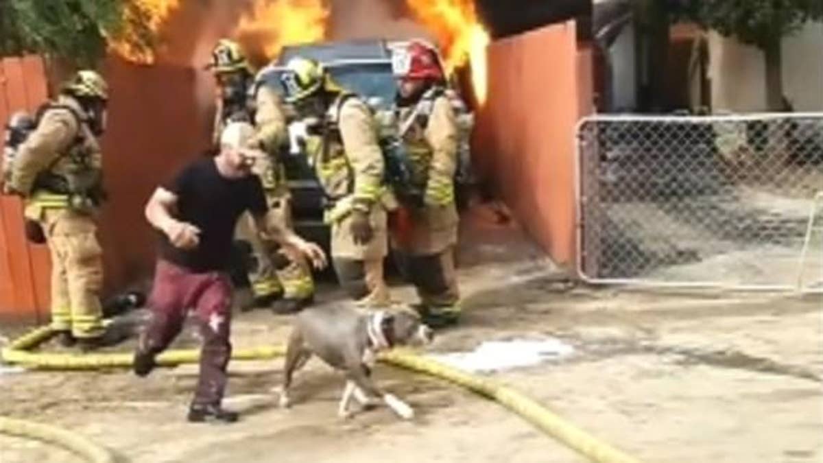 Gucci the pomeranian saved its owner from a house fire