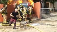 Man runs into burning home to save dog stuck inside, dramatic video shows