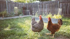 Salmonella outbreak connected to backyard poultry sickens more than 1,000 across 49 states: CDC