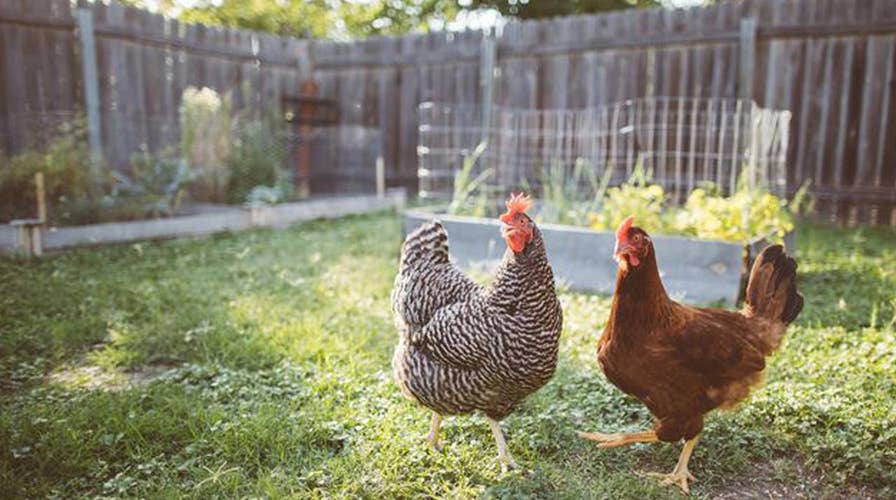 Chickens peck fox to death, because they're dinosaurs