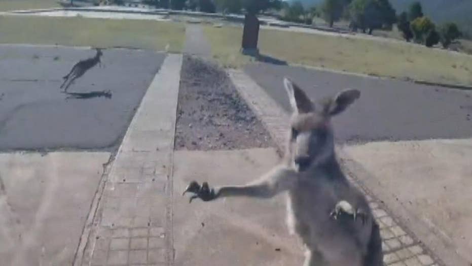 Kangaroo punches paraglider after making perfect landing in Australia