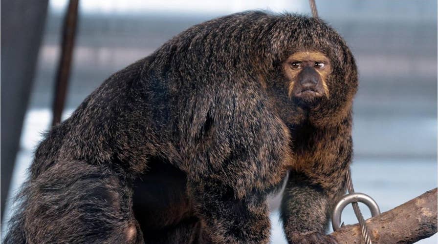 Muscular monkey captured in stunning photos: 'Looks like it's competing in a body building contest'