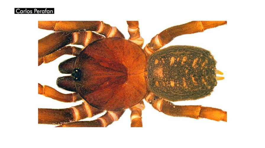 Newfound spiders named after 'Star Wars' Stormtroopers