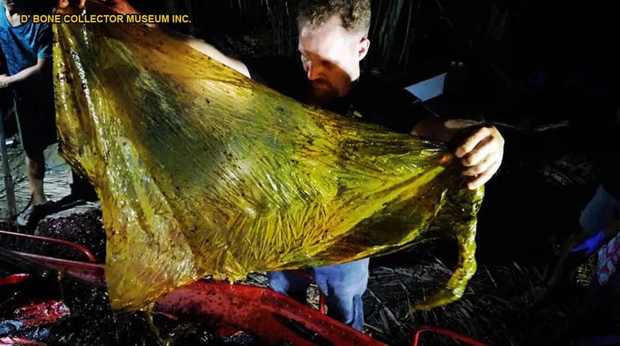 GRAPHIC IMAGES: Disgusting' 88-lb mass of plastic bags found in dead whale's stomach
