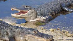 Alligator bites bigger, bellowing gator in Florida, video shows: ‘It was exciting to see’