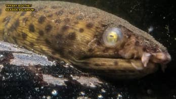 'Strange animal' uncovered on Washington beach is 'incredibly rare' find