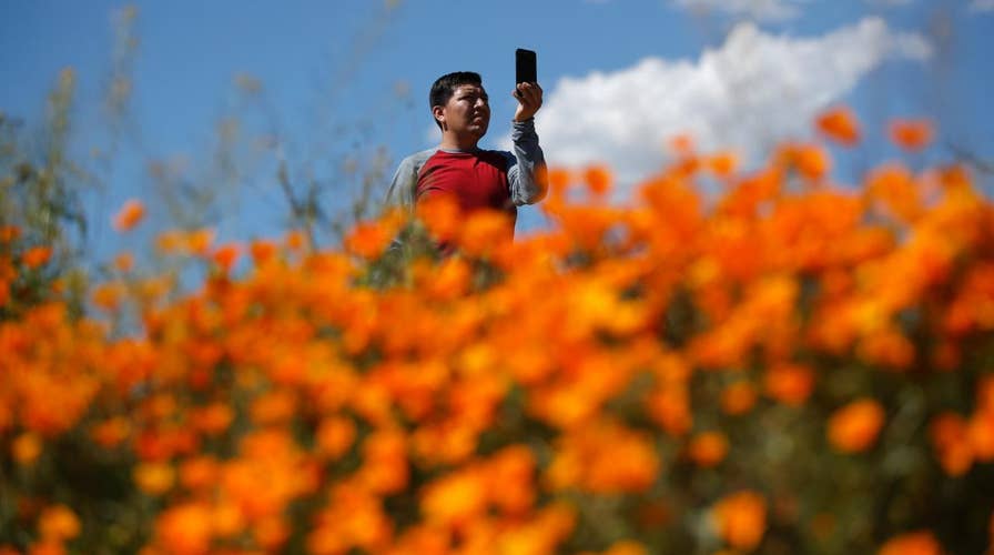 ‘Super bloom’ of flowers force shut down to California's Walker Canyon