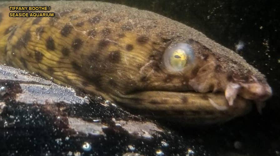 'Strange animal' uncovered on Washington beach is 'incredibly rare' find