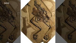 110-year-old bird fossil discovered with egg inside - Fox News