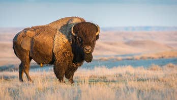 800-pound bison does 'happy dance' to celebrate first day of spring, video shows