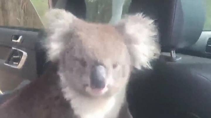 Koala cools off in an air-conditioned car in Adelaide, Australia