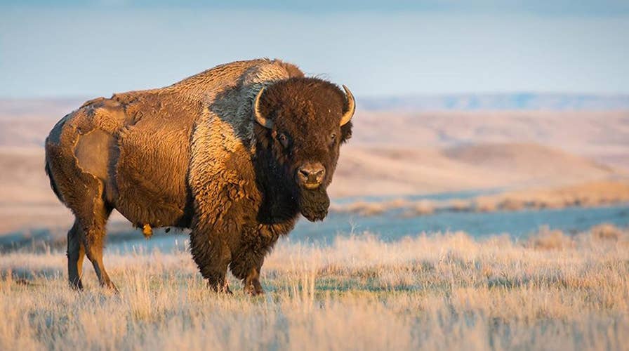 Massive bison does 'happy dance' to welcome spring