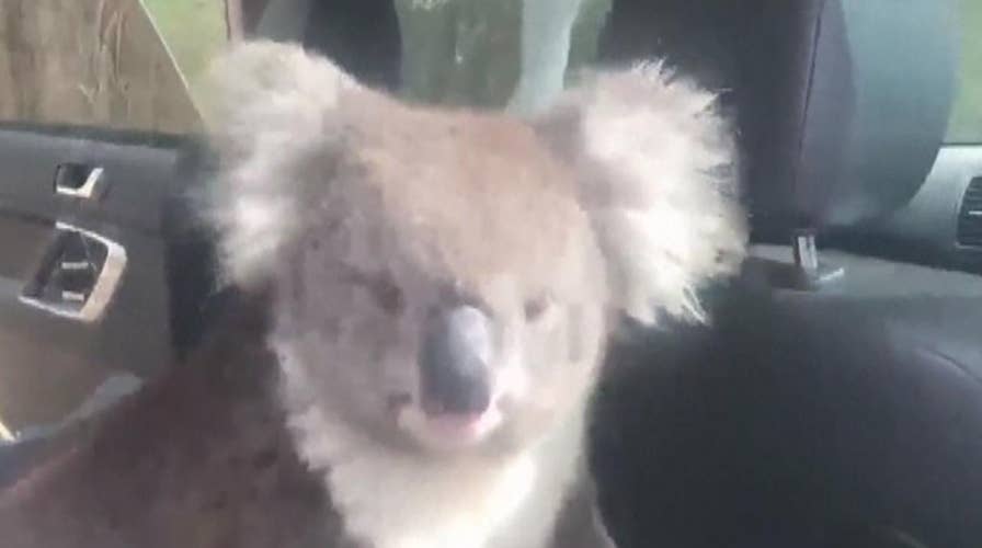 Koala cools off in an air-conditioned car in Adelaide, Australia