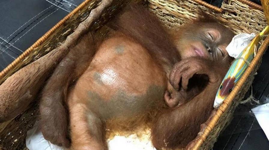 Man arrested at airport for smuggling orangutan in luggage