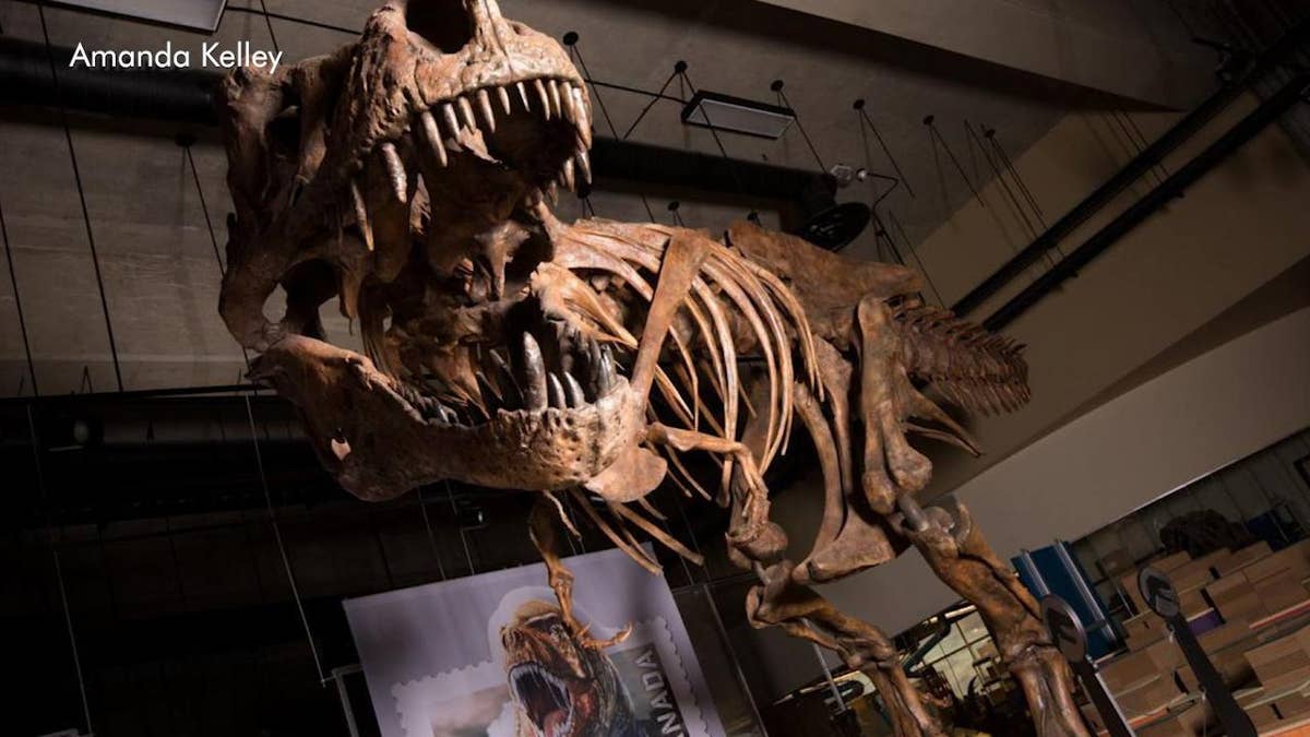 Splitting T. Rex Into 3 Species Becomes a Dinosaur Royal Rumble - The New  York Times