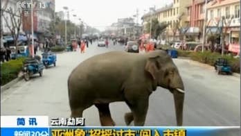 Wild elephant wanders through busy Chinese town