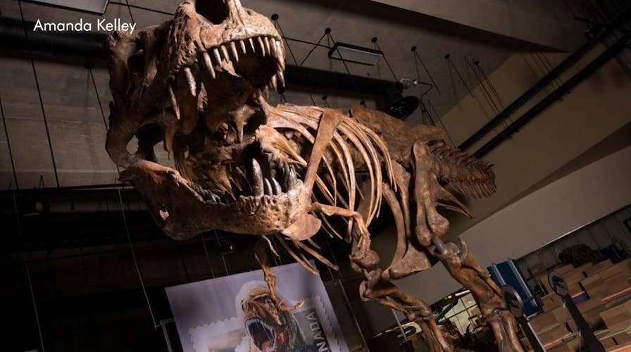 Largest Tyrannosaurus rex skeleton found in Canada