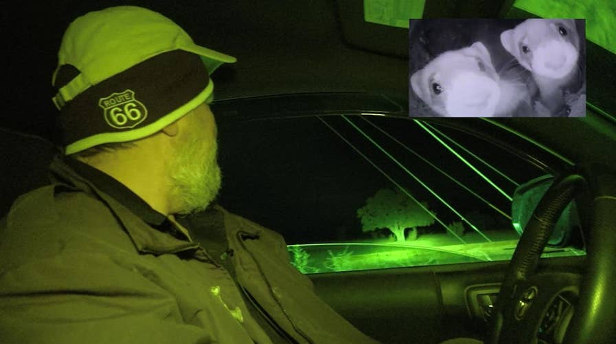 Biologists, volunteers search for endangered ferret at night