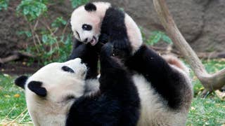 San Diego Zoo's last giant pandas to depart for China - Fox News
