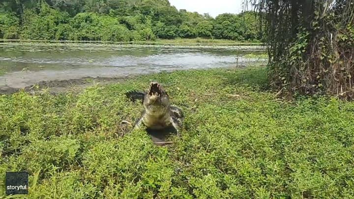 Crocodile chases fishermen away from their catch, sends them running for their lives