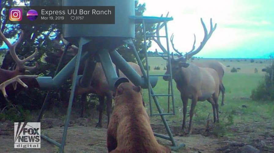 Bizarre photo of a bear surrounded by elk goes viral