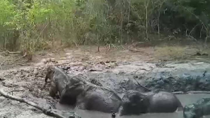 Elephants rescued from a muddy pond in Thailand
