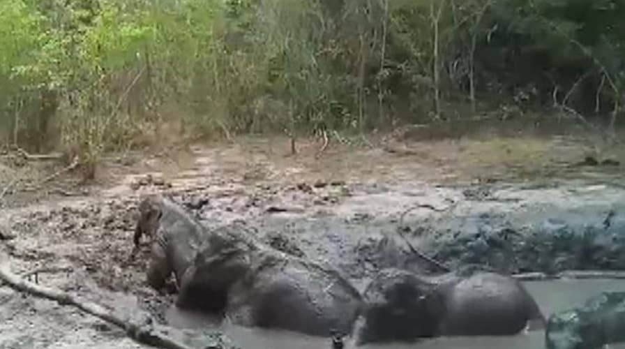 Elephants rescued from a muddy pond in Thailand