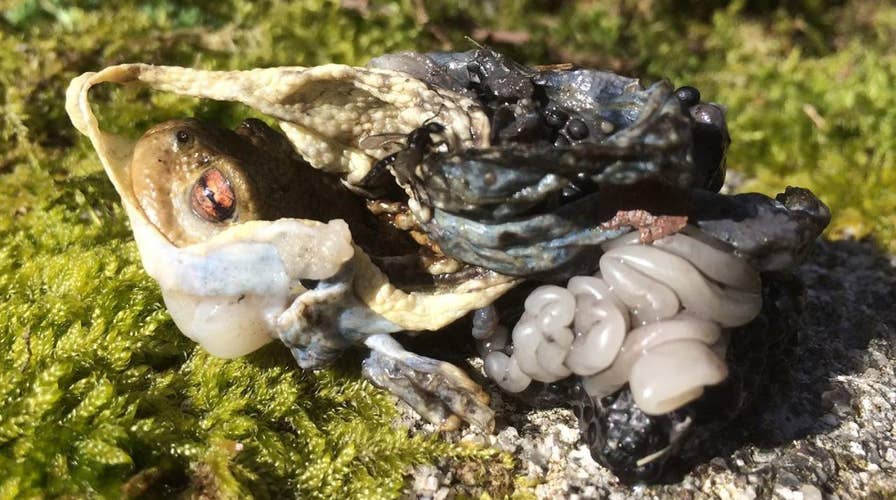 Warning graphic image: Gruesome pic shows toad turned inside out by mysterious predator