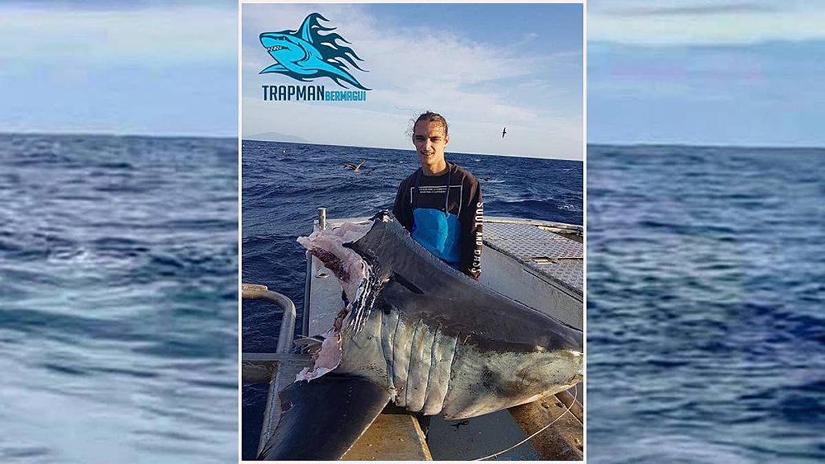 International Fishing News: AUSTRALIA: monster giant tiger sharks caught  from the shore