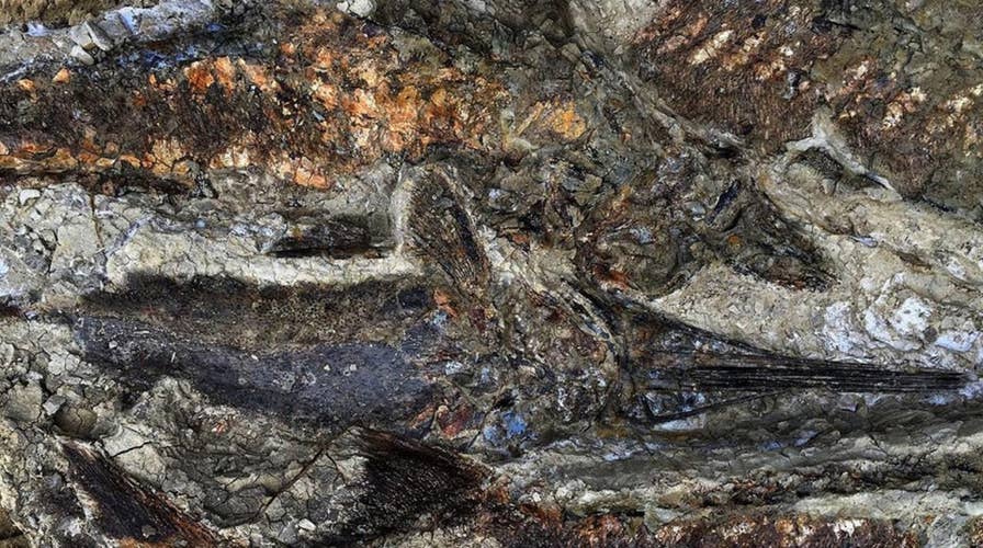 Dinosaur fossils kept secret for years show the day of killer asteroid