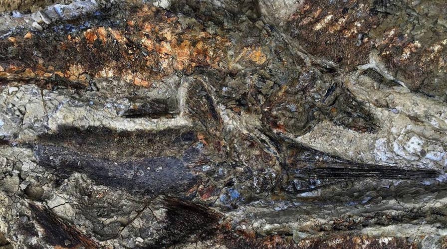 Dinosaur fossils kept secret for years show the day of killer asteroid