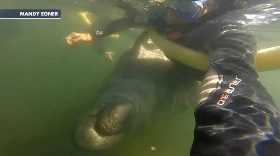 Manatee appears to hug a snorkeler in Florida river