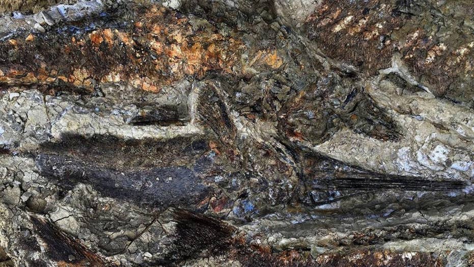 Dinosaur fossils kept secret for years show the day of killer asteroid
