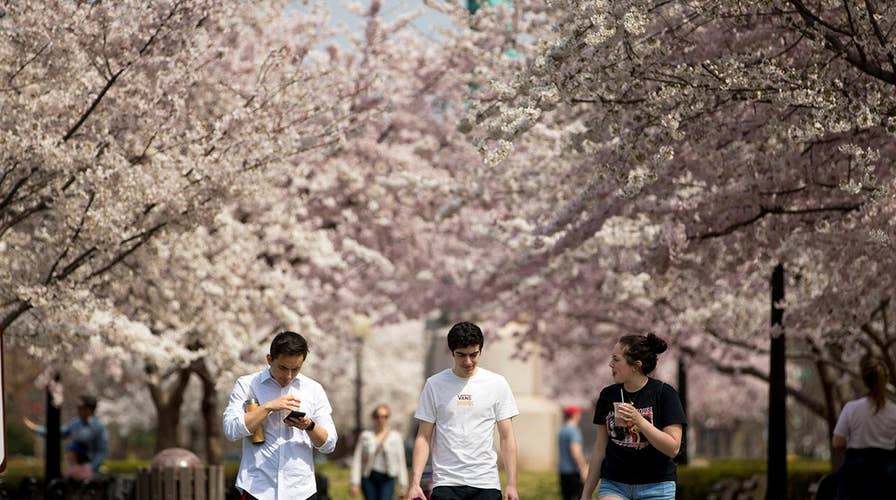 Visitors flock to Washington as iconic cherry blossom trees hit peak bloom
