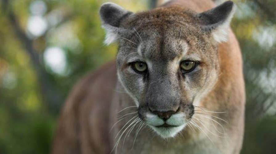 A mother in Canada bravely fights off a mountain lion